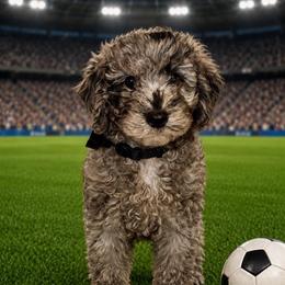 Cosmo- Cheering for USA - Blue merle male Aussiedoodle puppy in Midlothian, Texas from Gray Doodles