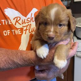 Nova Scotia Duck Tolling Retriever puppies from Beekauz Kennel