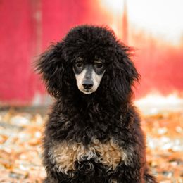 Pascal - Poodle