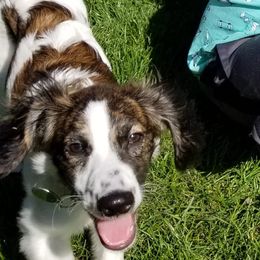 Companion Cross Puppies from Mandala Dogs