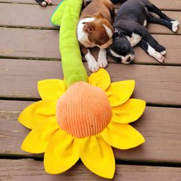 Boston Terrier Puppies from The Christian Bostons