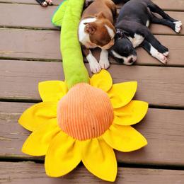 Boston Terrier Puppies from The Christian Bostons