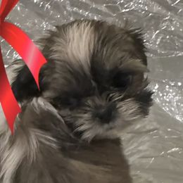 Eloise - Red and white female Shih Tzu puppy in Corpus Christi, Texas from Pam Crump Shih Tzu