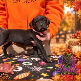 Portia- Light Pink Collar - Black female Cane Corso puppy in Stilwell, Oklahoma from Killing Joke Kennels