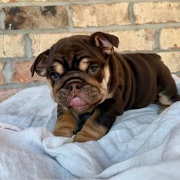 José - Chocolate tri-color male Bulldog puppy in Hernando, Mississippi from Blues City Bulldogs
