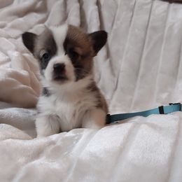 American Corgi and Pembroke Welsh Corgi Puppies from J&T Turnbull Corgis