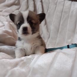 American Corgi and Pembroke Welsh Corgi Puppies from J&T Turnbull Corgis