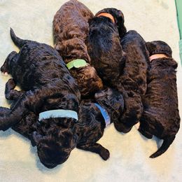Goldendoodle Puppies from Our Darling Doodles