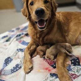 Golden Retriever puppies from Bonham Farms