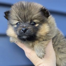 Rhea - Red sable female Pomeranian puppy in Hooksett, New Hampshire from Granite State Pomeranians