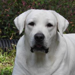 Gus - Labrador Retriever