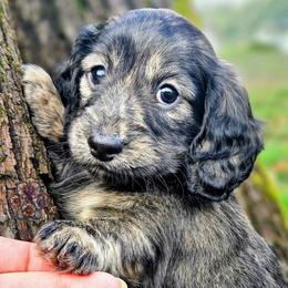 Mist - Cream female Dachshund puppy in Grants Pass, Oregon from Treasure Dachshunds