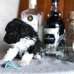 Prosecco - Brown and white female Portuguese Water Dog puppy in Hastings, Michigan from Hilltop Portuguese Water Dogs