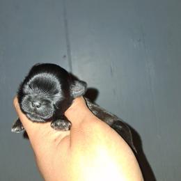 Dixie - Black and white female Shih Tzu puppy in Birmingham, Alabama from K&D kennels