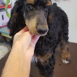 Poodle Puppies from MyTyme Kennels