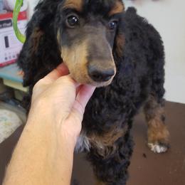 Poodle Puppies from MyTyme Kennels