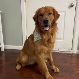 Golden Retrievers from Moore’s Goldens