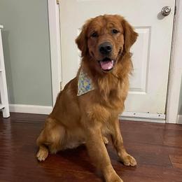 Golden Retrievers from Moore’s Goldens