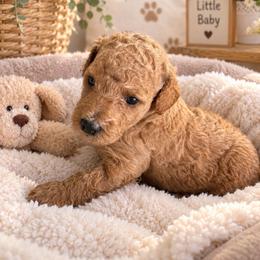 Cooper - Red  male Goldendoodle puppy in Naples, Florida from Goldendoodles Of Naples,INC