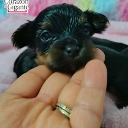 Thor - Black and tan male Yorkshire Terrier puppy in California from Corazon de gigante