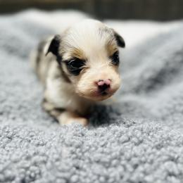 Penny - Blue merle female Toy Australian Shepherd puppy in Garvin, Oklahoma from Hochatown Awesome Aussies