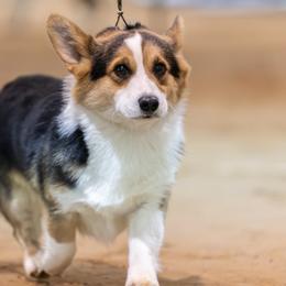 Miniature American Shepherds, Miniature Australian Shepherds, Pembroke Welsh Corgis, and Toy Australian Shepherds from Texas Bluebonnet Herders