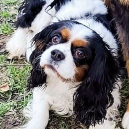 Bernese Mountain Dogs and Cavalier King Charles Spaniels from Premium Puppies