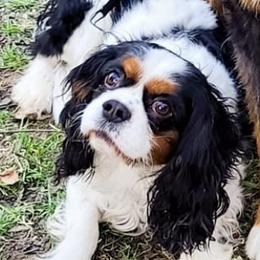 Bernese Mountain Dogs and Cavalier King Charles Spaniels from Premium Puppies