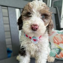 Waffle - Parti male Goldendoodle puppy in Camden, North Carolina from Oopsie Doodles of NC