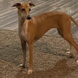 Rooster - Italian Greyhound