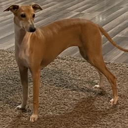 Rooster - Italian Greyhound