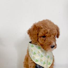 Aussiedoodle puppies from Valley Toy Aussies