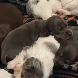 Dasher AKC - Blue and tan male Dachshund puppy in Erie, Michigan from Champagne’s Grinch Toe’d Dachshunds