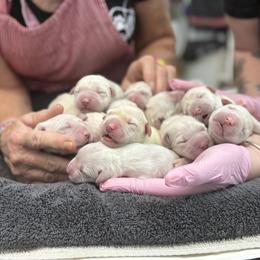 Pick1 female - Light golden female Golden Retriever puppy in Deer Lodge, Tennessee from SelahGold