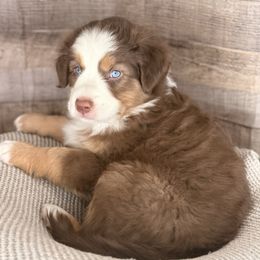 Hendrix-full natural tail and blue eyes likely - Red tri-color male Australian Shepherd puppy in Penrose, Colorado from Best Friend Aussies