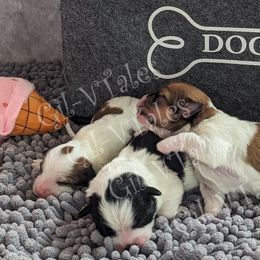 Coton de Tulear Puppies from Gil-VTales