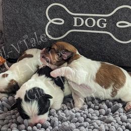 Coton de Tulear Puppies from Gil-VTales