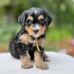 Sunny - Tri-color female Bernedoodle puppy in Highland, Utah from Angel Pups Deluxe
