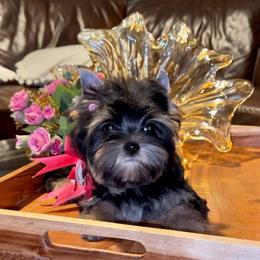 Duna - Yorkshire Terrier