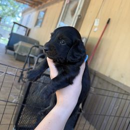 Purple - Brindle female Dachshund puppy in Valliant, Oklahoma from TM7 Dachshund's