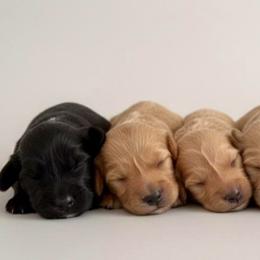 Male 5 - Caramel male Australian Labradoodle puppy in Londonderry, New Hampshire from Granite State Labradoodles