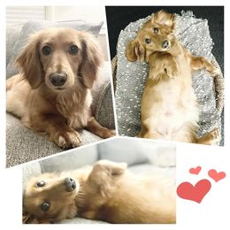 Winnie - Dachshund