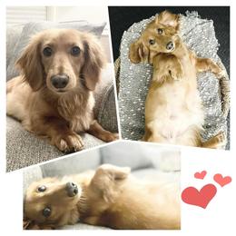 Winnie - Dachshund