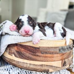 Laya - Parti female Poodle puppy in Gaylord, Michigan from Dog Mom Co. Poodles