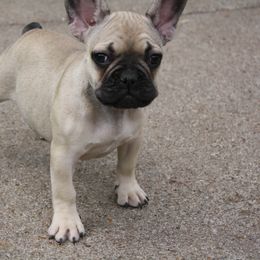 "Estee Lauder" French Bulldog Puppies from Gorilla Zoo Kennels