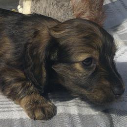 DBs Purcel Saraband (Sara) - Cream female Dachshund puppy in Summerfield, Florida from D & B Ranchette