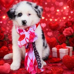 Comet - Blue merle male Australian Shepherd puppy in Harrah, Oklahoma from Kamm's Aussies