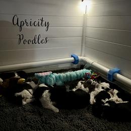 Poodle Puppies from Apricity Poodles
