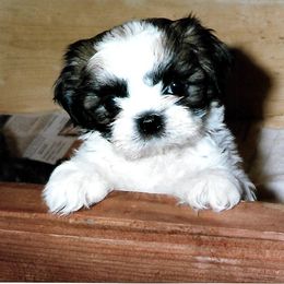 Shih Tzu Puppies from Shih Tzu Dreams Come True