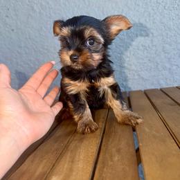 Torvi - Black and gold female Yorkshire Terrier puppy in Cape Coral, Florida from Katherine’s Yorkies and Poodles